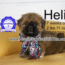 HELIA - Red female Shih Tzu puppy in Muskogee, Oklahoma from House Sakura Shih Tzu