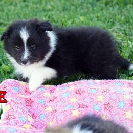 Ozzie - Bi Black Boy - Black and white male Shetland Sheepdog puppy in Frazeysburg, Ohio from Mountain High Kennels