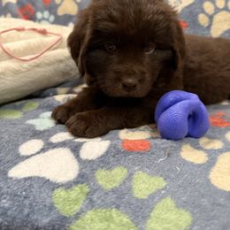 Rogue - Brown female Newfoundland puppy in Silver Creek, New York from Boo N’ Bubs Newfoundlands