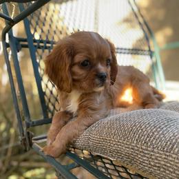 Miss Pink - Ruby female Cavalier King Charles Spaniel puppy in Phoenix, Arizona from Larisa's Cavaliers