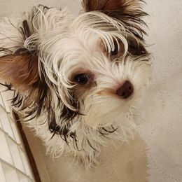 4 - Chocolate, tan and white male Yorkshire Terrier puppy in Citrus Heights, California from Bortolin Little Angles