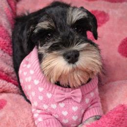 Annie - Black and silver female Miniature Schnauzer puppy in Magalia, California from NorCal Schnauzers
