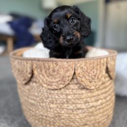 Poppy - Black and tan female Dachshund puppy in Toledo, Illinois from Mountjoy Dachshunds