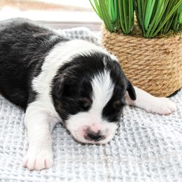 Miniature Australian Shepherd Puppies from Yarborough Kennels