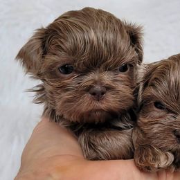 Shih Tzus from Little Shih-tzu That Could
