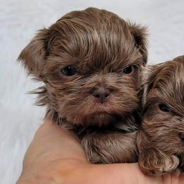 Shih Tzus from Little Shih-tzu That Could