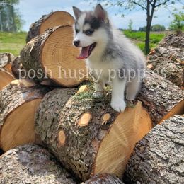 Pomsky Puppies from Posh Husky Puppies