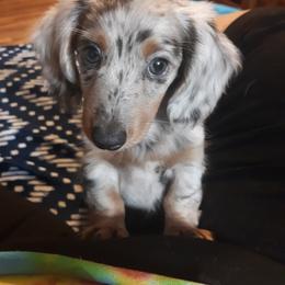Dachshund, Golden Retriever, and Poodle Puppies from Paragon Puppies