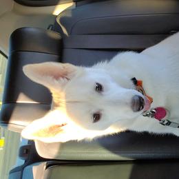 Keke  - Siberian Husky