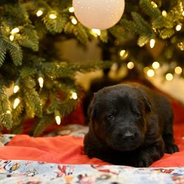 German Shepherd Puppies from Little Bear German Shepherds