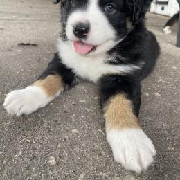 Miniature Australian Shepherd Puppies from Peace Creek Aussies