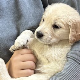 Golden Retriever Puppies from Ginn’s Golden Retrievers