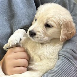 Golden Retriever Puppies from Ginn’s Golden Retrievers