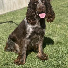 Rocky - English Springer Spaniel