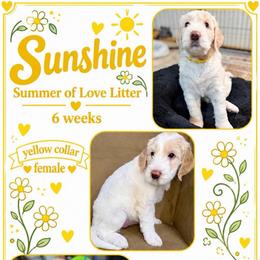 Sunshine - Cream female Goldendoodle puppy in Frostproof, Florida from Lover Dover Doodles