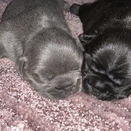 Boston Terrier and French Bulldog Puppies from High Plains