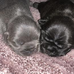 Boston Terrier and French Bulldog Puppies from High Plains