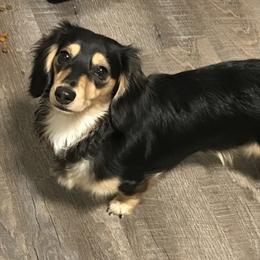 Sadie - Dachshund