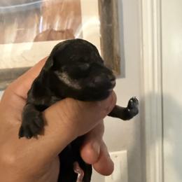 Boy 3 - Salt and pepper male Miniature Schnauzer puppy in Upland, California from Rising Minis of Upland