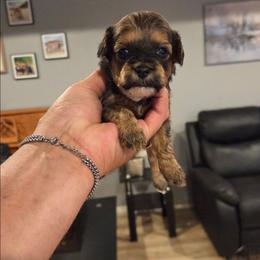 Asher - Black & tan tri-color female Maltipoo puppy in Everett, Washington from Meadows Ranch