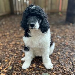 Marina - Parti female Poodle puppy in Harpers Ferry, West Virginia from Oso Perfect Poodles and Doodles