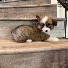 Cookie (Fluffy) - Red female Pembroke Welsh Corgi puppy in Phelan, California from Desert Sunset Pembroke Welsh Corgis