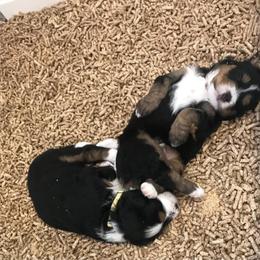 Bernedoodle, Goldendoodle, and Sheepadoodle Puppies from Country Meadow Doodles