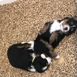 Bernedoodle, Goldendoodle, and Sheepadoodle Puppies from Country Meadow Doodles