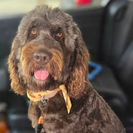 Harper - Newfypoo