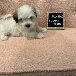 Domino - Coton de Tulear puppy in Surprise, Arizona from Lizzy’s Tribe