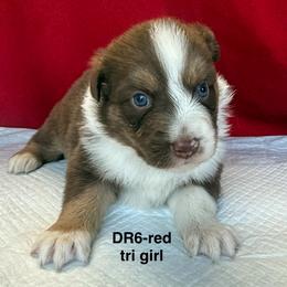 DR6 - Red tri-color female Australian Shepherd puppy in Ada, Ohio from Windy Hill Aussies