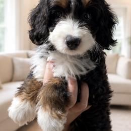 Blossom Green Collar - Tri-color female Bernedoodle puppy in Gilbert, Arizona from Azteddybeardoodles