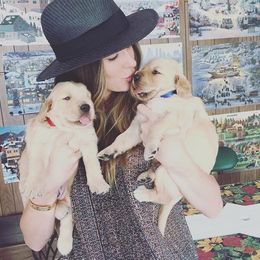 Golden Retriever and Labrador Retriever Puppies from Golden Hills Retrievers