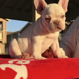Baby boy 2 - White male French Bulldog puppy in Eastvale, California from Bully Mates