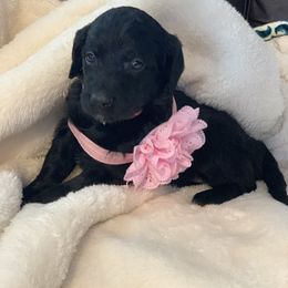 Goldendoodle Puppies from Izzy's Doodles