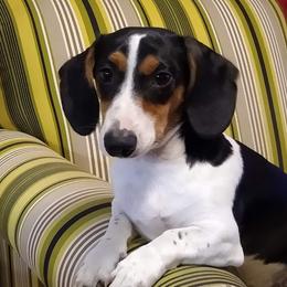 Miles - Dachshund