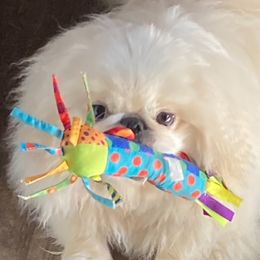 Giggles - Pekingese