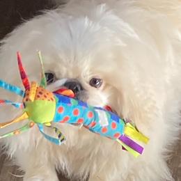 Giggles - Pekingese