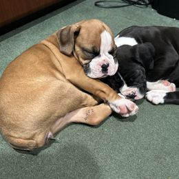 Boxer Puppies from Nala’s Pride