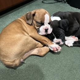 Boxer Puppies from Nala’s Pride