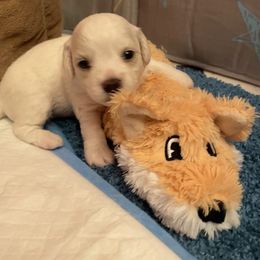 Bichon Frise Puppies from Southern Sands Bichons