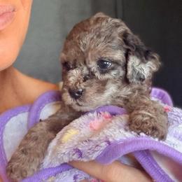 Olive - Merle female Goldendoodle puppy in Millville, California from Hope Lane Kennels