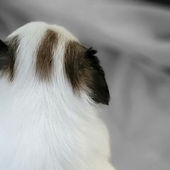 Cavalier King Charles Spaniels and Japanese Chins from KonopkaKennelsLLC