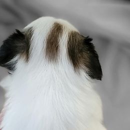 Cavalier King Charles Spaniels and Japanese Chins from KonopkaKennelsLLC