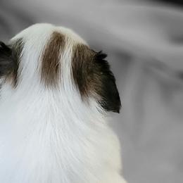Cavalier King Charles Spaniels and Japanese Chins from KonopkaKennelsLLC
