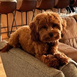 Lola - Goldendoodle