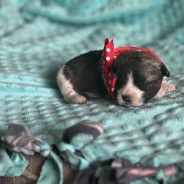 Aussiedoodles, Bordoodles, Corgipoos, and Shihpoos from Sugar Doodles