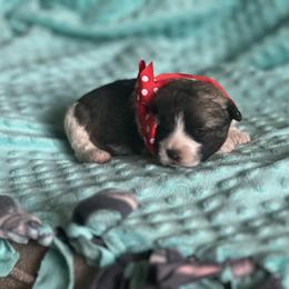 Aussiedoodles, Bordoodles, Corgipoos, and Shihpoos from Sugar Doodles