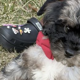 Bernedoodles from Netta's Bernedoodles