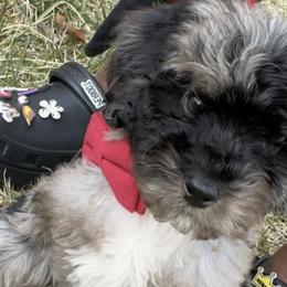 Bernedoodles from Netta's Bernedoodles